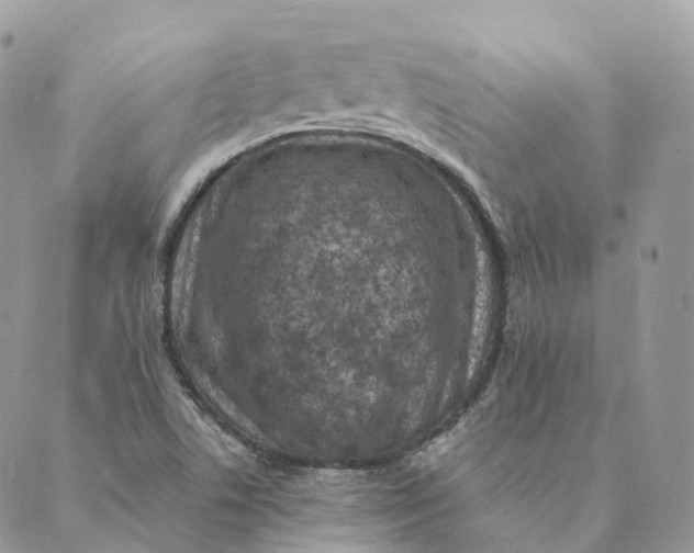 X0000088891506200706291427