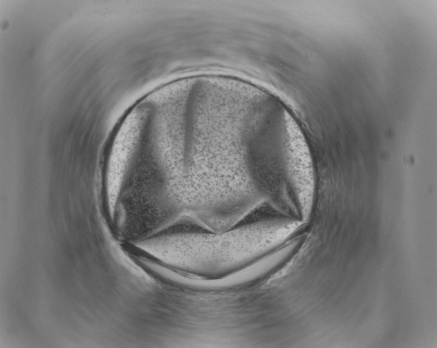 X0000088891518200706291427