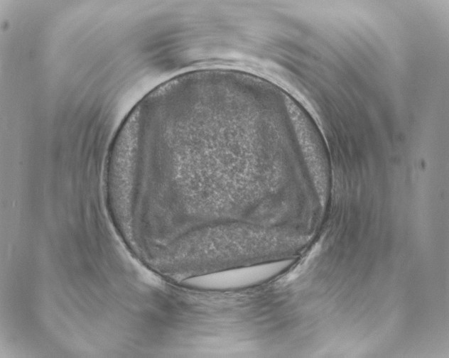 X0000088891533200706291427