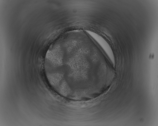 X0000088890029200707061442