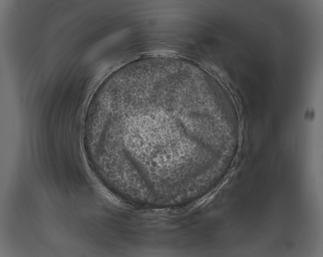 X0000088890049200707061441