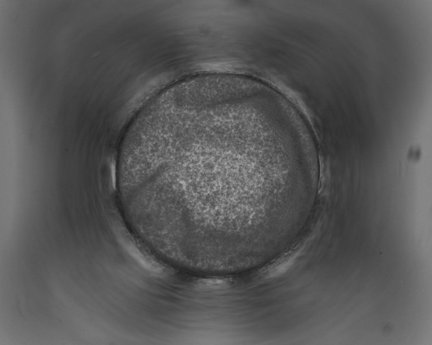 X0000088890061200707061441