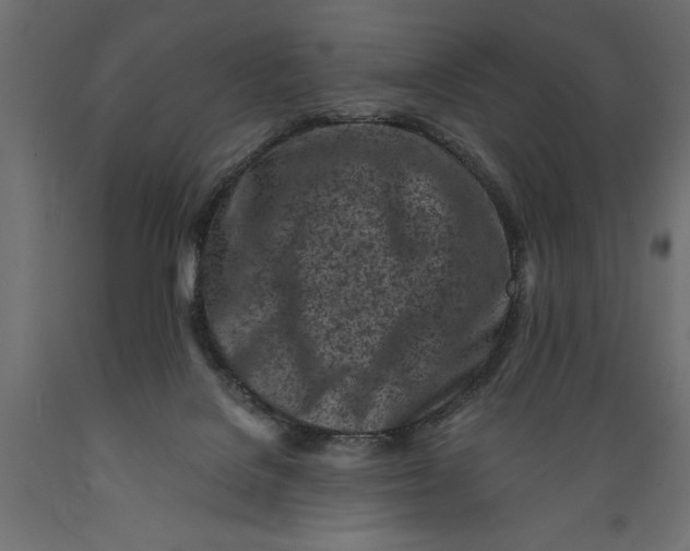 X0000088890076200707061441