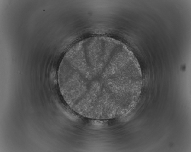 X0000088890187200707061440