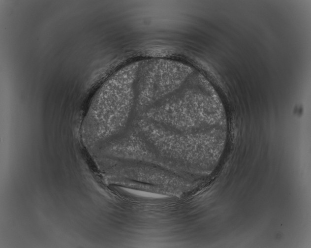 X0000088890307200707061438