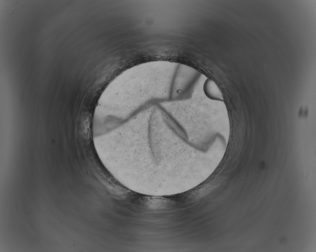 X0000088890336200707061437