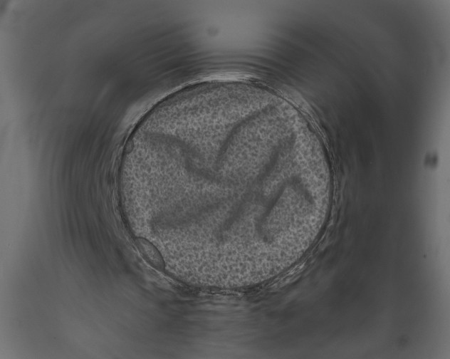 X0000088890337200707061437