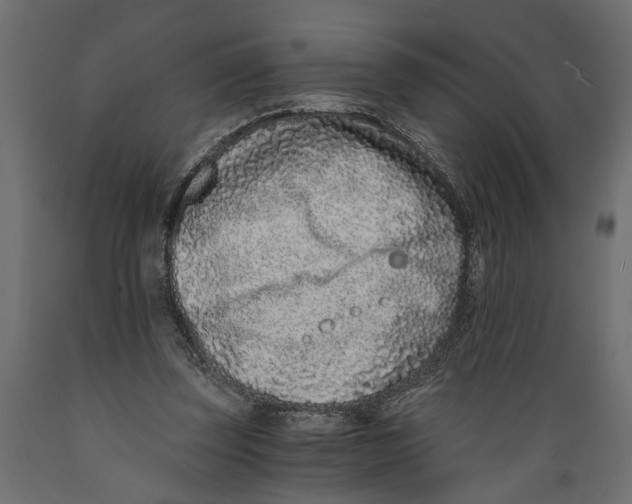 X0000088890347200707061437