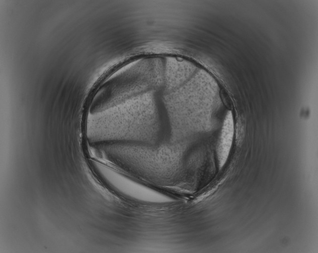 X0000088890438200707061435