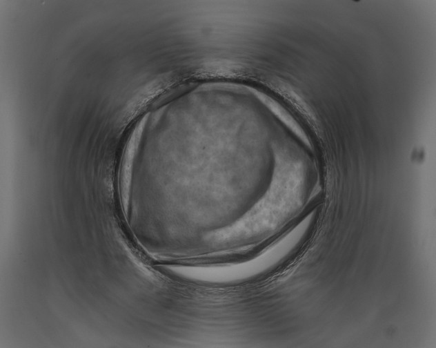 X0000088890489200707061435