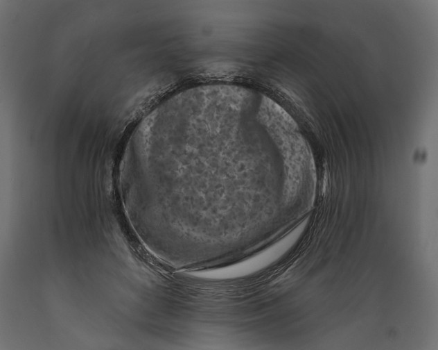 X0000088890504200707061435