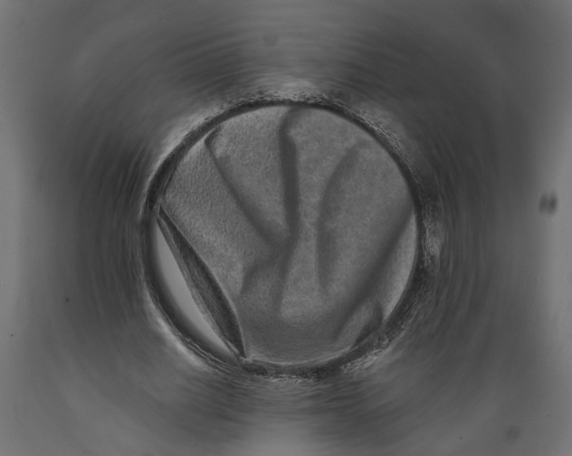 X0000088890630200707061433