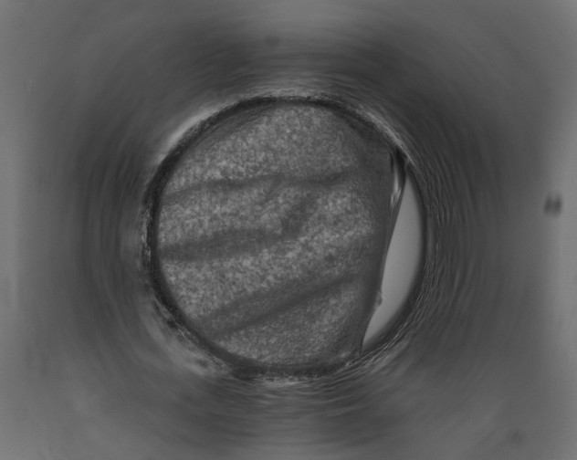 X0000088890723200707061431