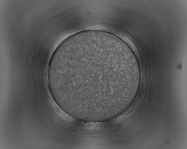 X0000088891000200707061428