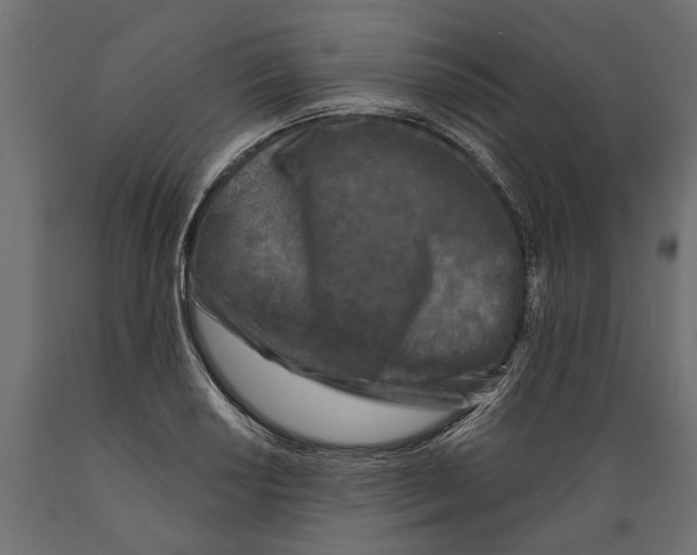 X0000088891034200707061427