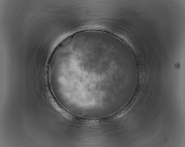 X0000088891038200707061427