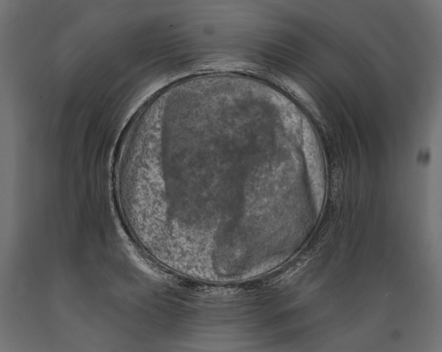X0000088891039200707061427