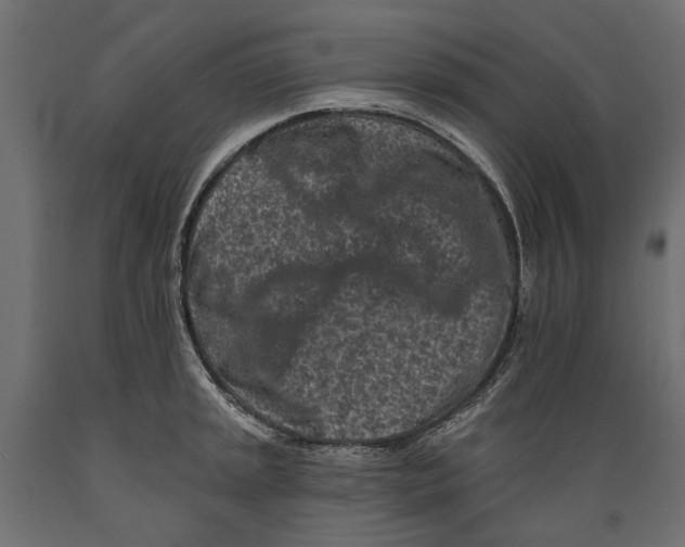 X0000088891045200707061428