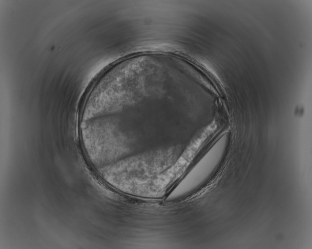 X0000088891079200707061427