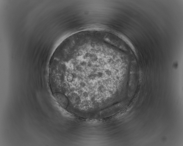 X0000088891099200707061426