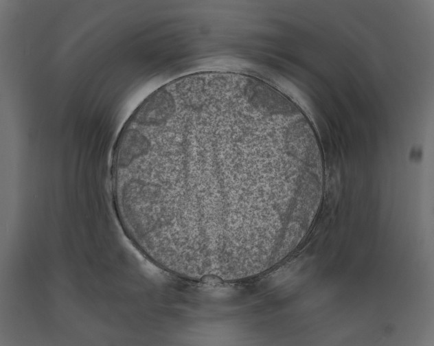 X0000088891103200707061426