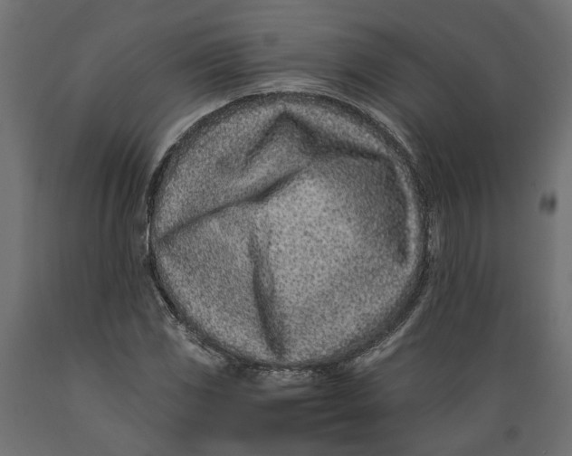 X0000088891117200707061426