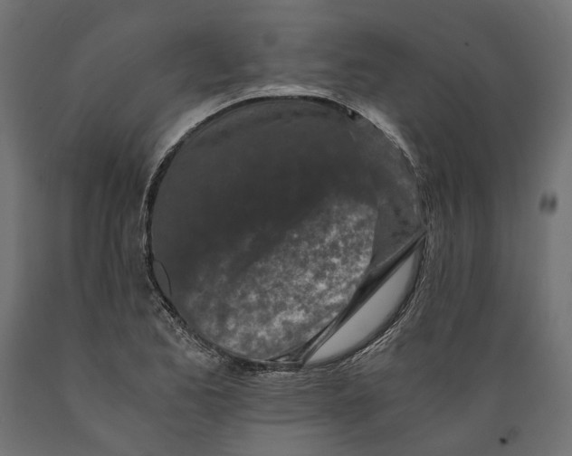 X0000088891173200707061425