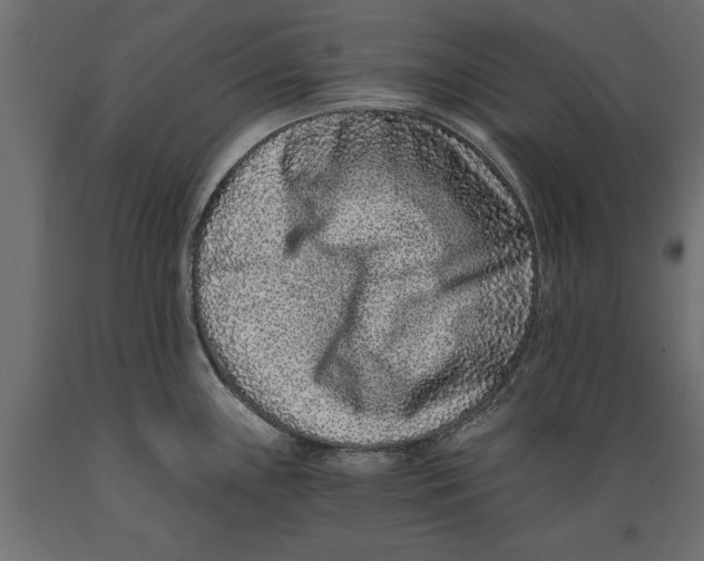 X0000088891243200707061425