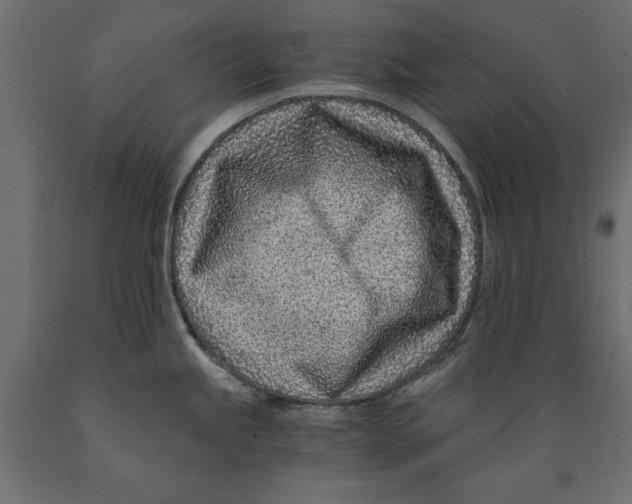 X0000088891245200707061425