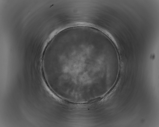 X0000088891381200707061422