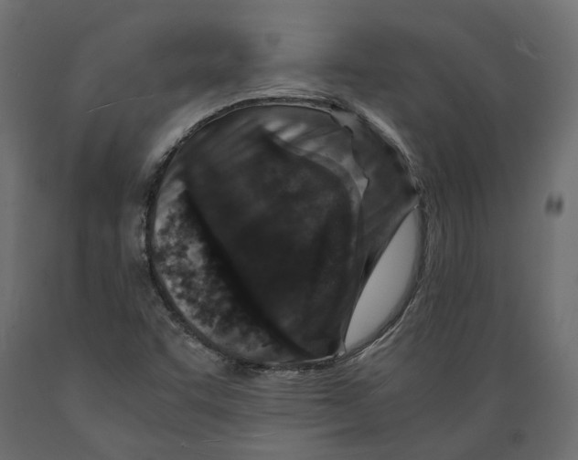 X0000088891455200707061421