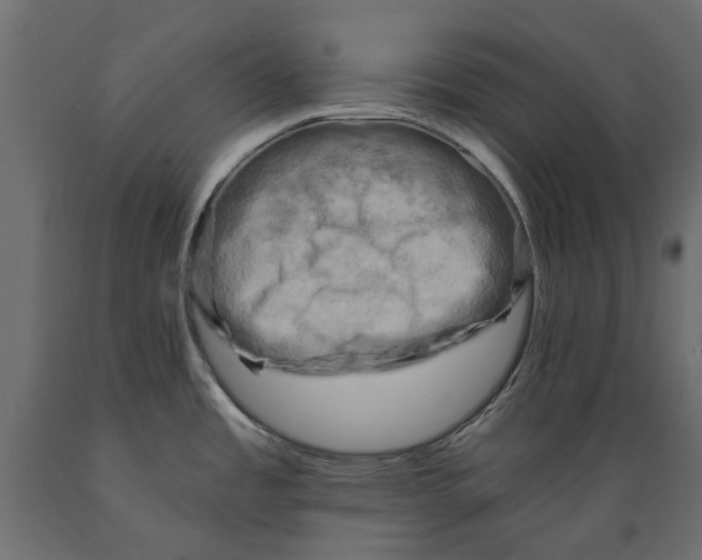 X0000088891485200707061421
