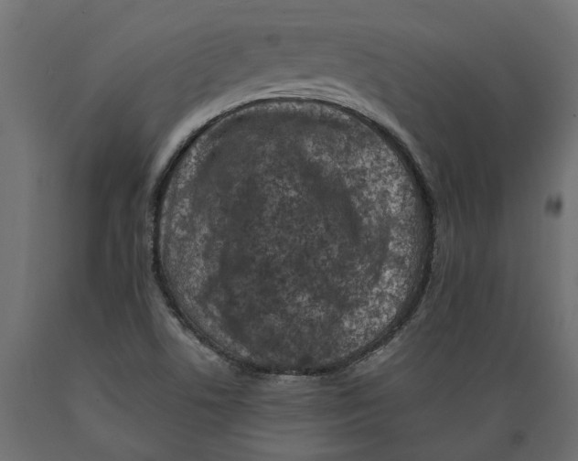 X0000088891506200707061420