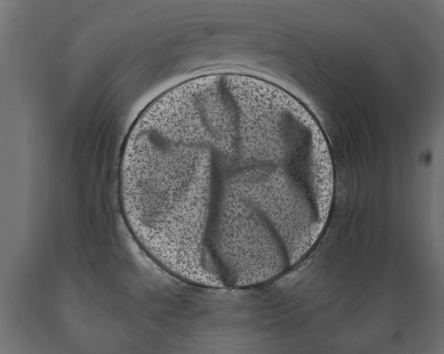 X0000088891534200707061421