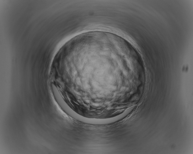 X0000088891536200707061421