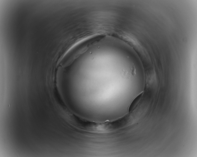 X0000088900365200706081310
