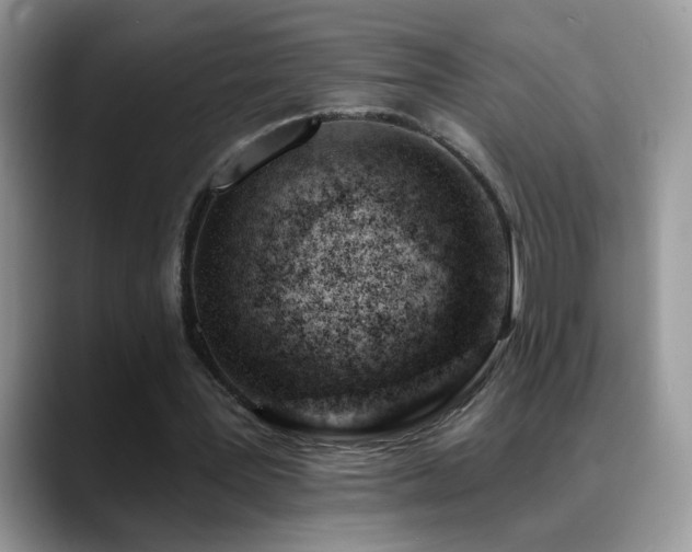 X0000088900387200706081310