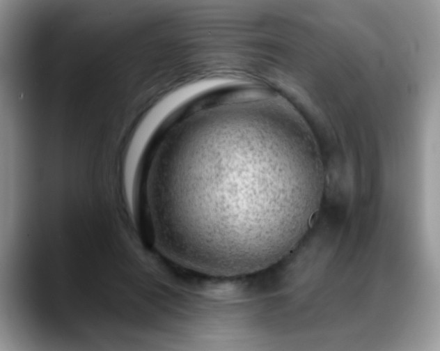 X0000088900454200706081309