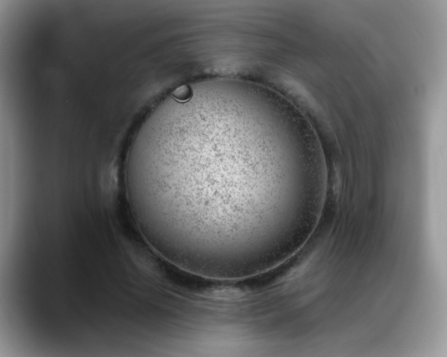 X0000088900636200706081306