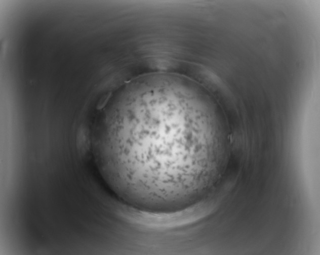 X0000088900043200706151856