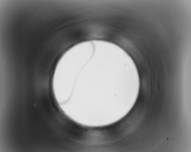 X0000088900534200706151850