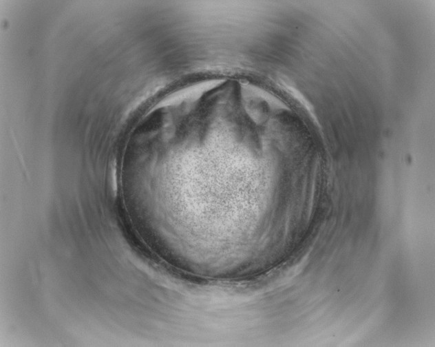 X0000088900020200706291516