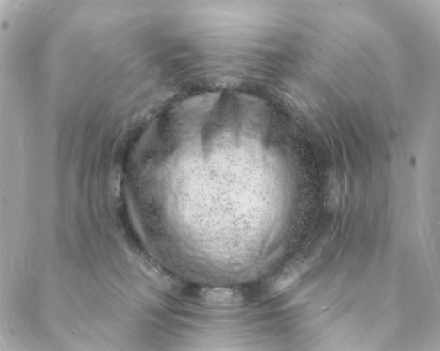 X0000088900230200706291512