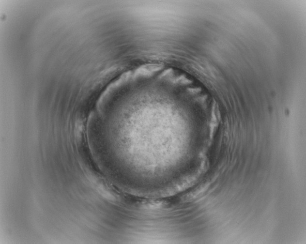 X0000088900235200706291512