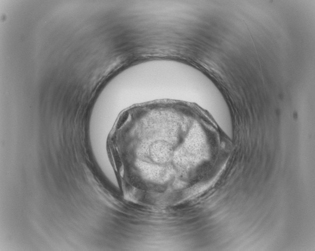 X0000088900264200706291512