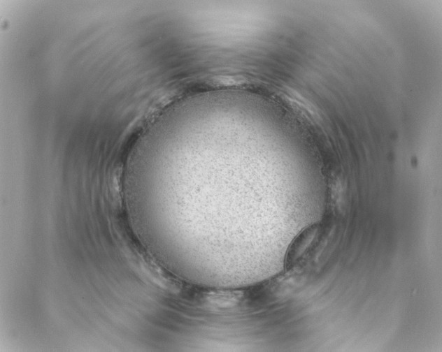 X0000088900373200706291510