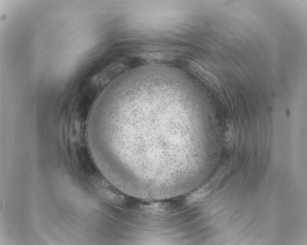 X0000088900430200706291509