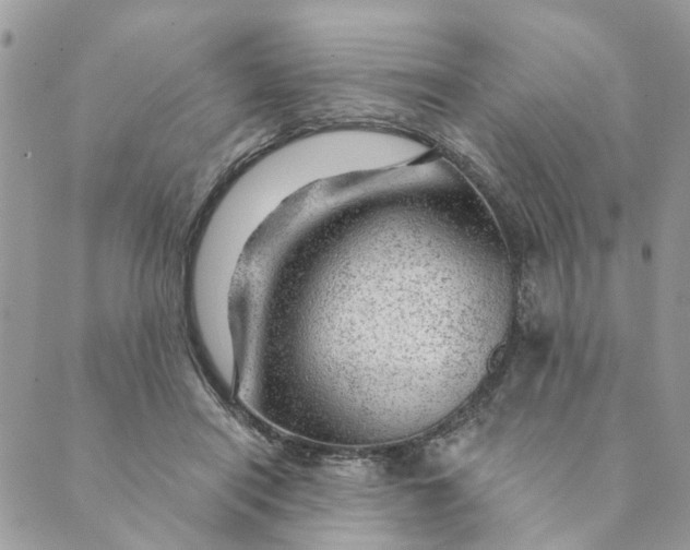 X0000088900454200706291509