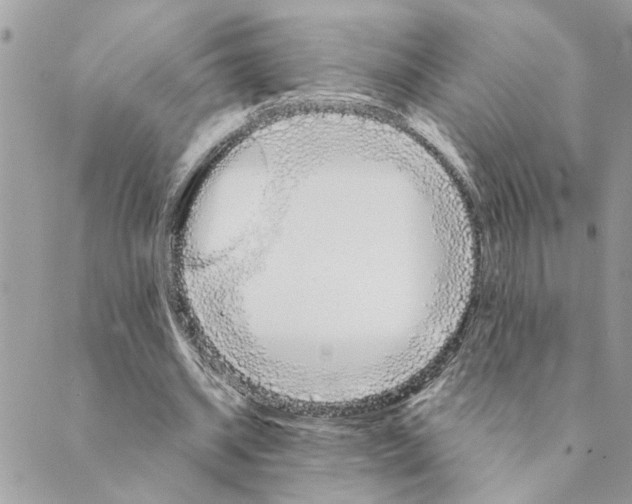 X0000088900534200706291507