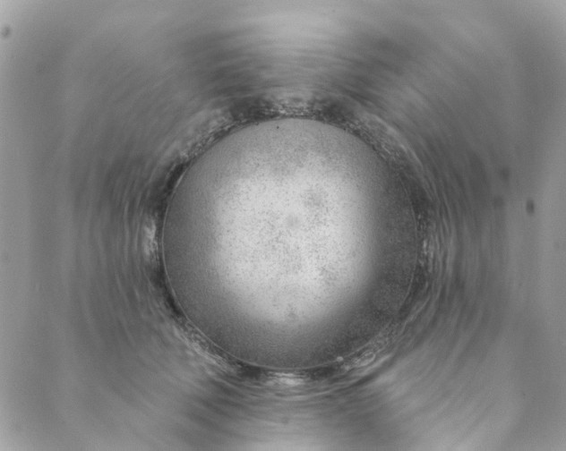 X0000088900610200706291506